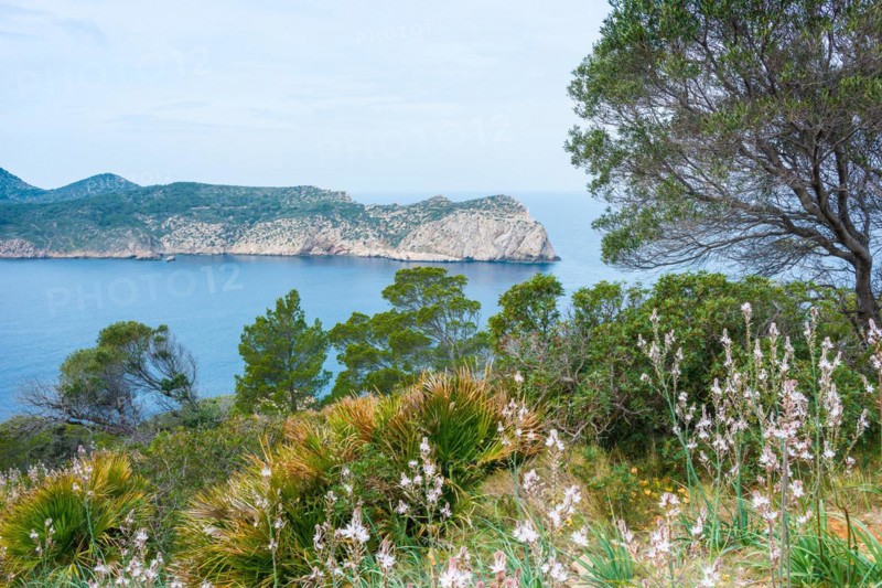 Peaceful coastal landscape with lush vegetation, pine trees (Pinus), knotted affodill (Asphodelus ramosus) or small-fruited affodill and european fan palms (Chamaerops humilis) in the foreground, blue sea, mountainous rocky island of Sa Dragonera in the background, lighthouse on the headland, view from the hiking trail from Sant Elm to the old watchtower Torre Cala Basset, Serra de Tramuntana, Mediterranean Sea, Majorca, Spain, Europe