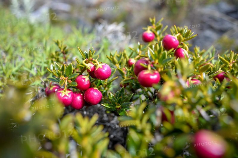 Red crowberry (Empetrum rubrum), typical of the Patagonian Andes, in Perito Moreno National Park, Argentina, South America