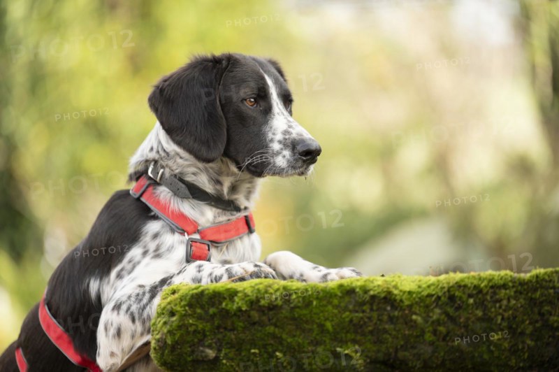 Domestic dog (Canis lupus familiaris), mixed-breed, male, animal welfare, animal welfare dog, sniffing at a stone slab covered with moss, paws standing on the slab, profile shot, looking to the right, black and white spotted coat, brown eyes, red harness, double safety collar, background blurred green, Hesse, Germany, Europe