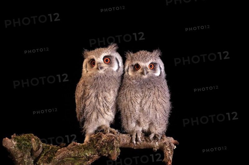 Southern white-faced owl (Ptilopsis granti), juvenile, two juveniles, siblings, at night, on guard, captive
