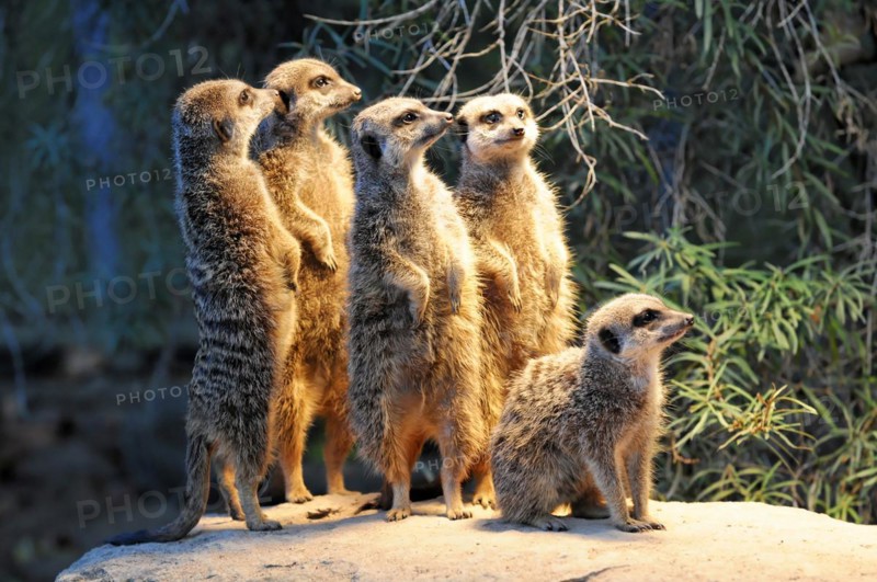 A group of alert meerkats (Suricata suricatta), captive, in their natural habitat, Stuttgart, Baden-Wuerttemberg, Germany, Europe