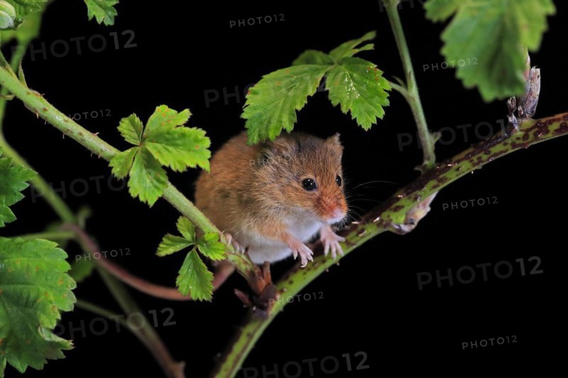 Eurasian harvest mouse (Micromys minutus), adult, on plant stalk, foraging, at night, Scotland, Great Britain