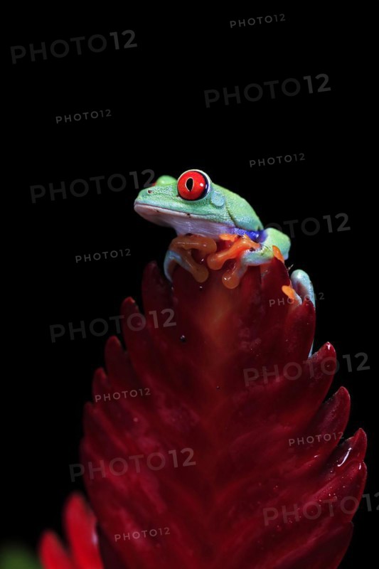 Red-eyed tree frog (Agalychnis callidryas), adult, on bromeliad, captive, Central America