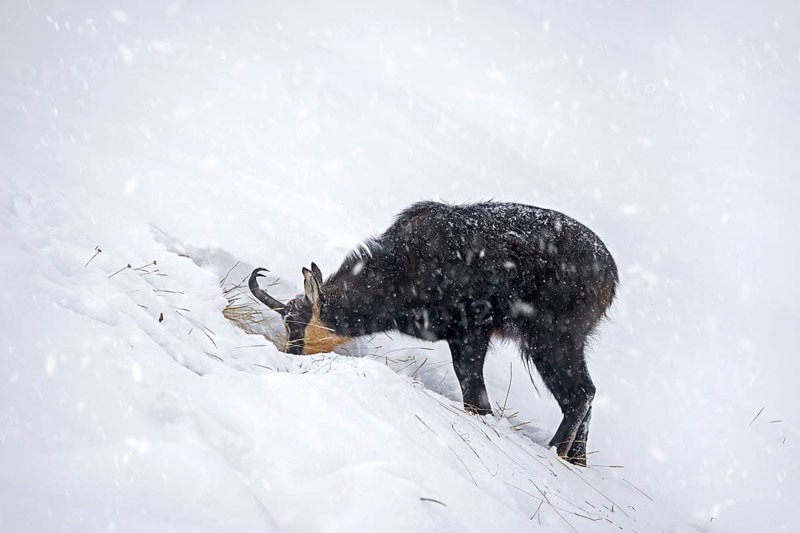 Alpine chamois (Rupicapra rupicapra) solitary male foraging on mountain slope during snow shower in winter in the European Alps