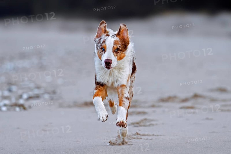 Australian Shepherd, Aussie, breed of herding dog from the United States, running on sandy beach