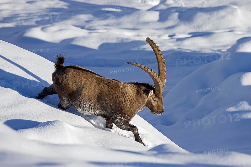 Alpine ibex (Capra ibex) male with large horns descending mountain slope in deep snow in winter in the European Alps
