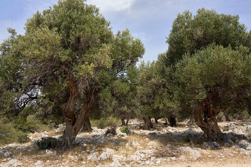 Old, gnarled olive trees in the olive grove of Lun, Vrtovi Lunjskih Maslina, Wild olive (Olea Oleaster linea), olive grove with centuries-old wild olive trees, nature reserve, Lun, island of Pag, Croatia, Europe