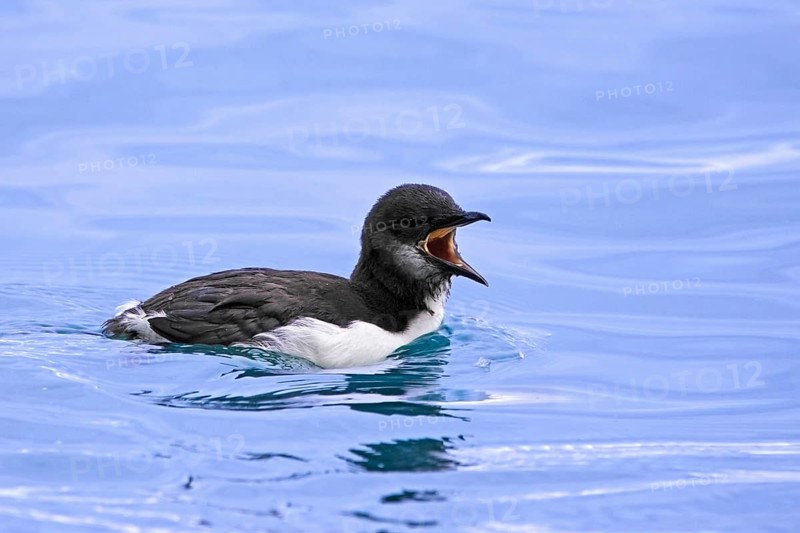 Swimming thick-billed murre, Bruennich's guillemot (Uria lomvia) chick calling in sea water of the Hinlopen Strait in summer, Svalbard, Spitsbergen