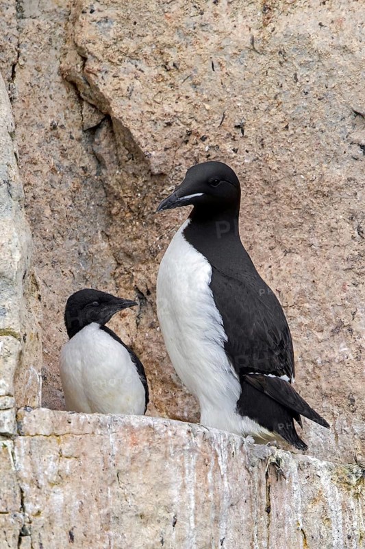 Thick-billed murre, Bruennich's guillemot (Uria lomvia) parent with chick on rock ledge in cliff, Alkefjellet, Hinlopen Strait, Svalbard, Spitsbergen