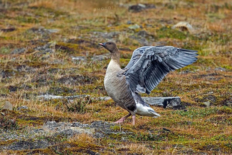 Pink-footed goose (Anser brachyrhynchus) flapping wings on the tundra in summer, Svalbard, Spitsbergen