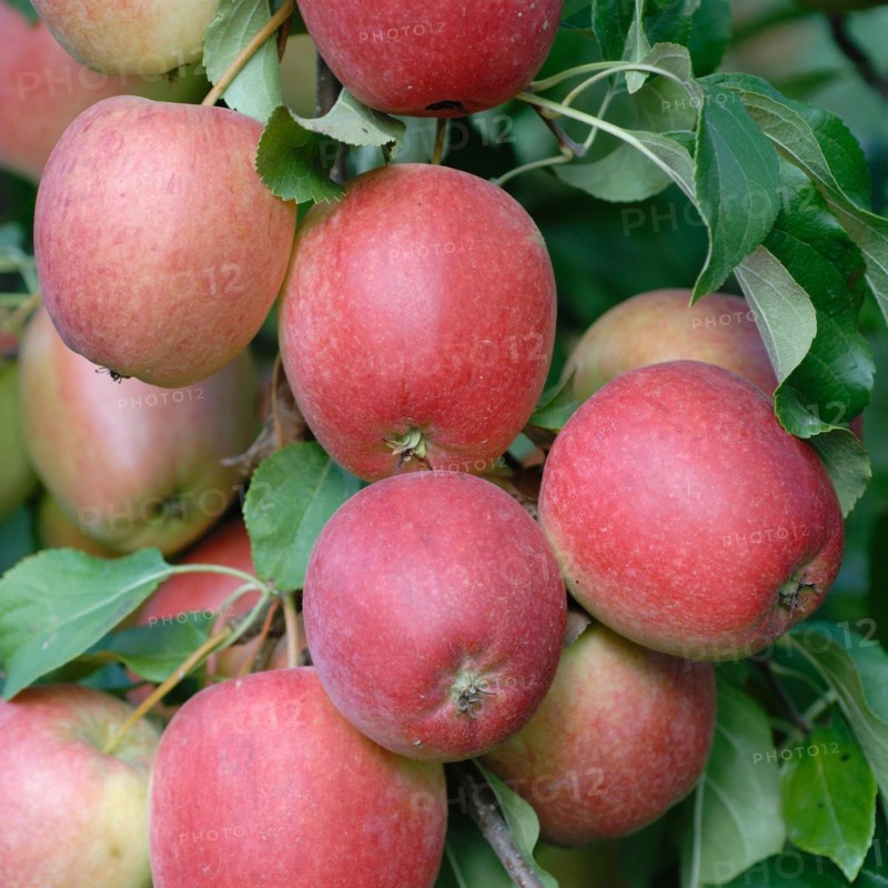 Malus domestica 'Rewena'