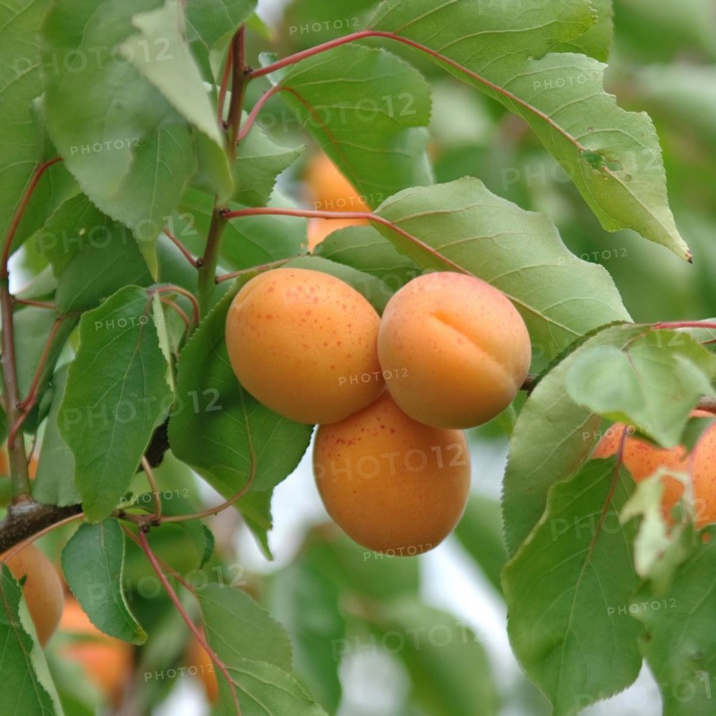 Apricots (Prunus armeniaca 'Goldbar'), BS Schreiber, Poysdorf, 14