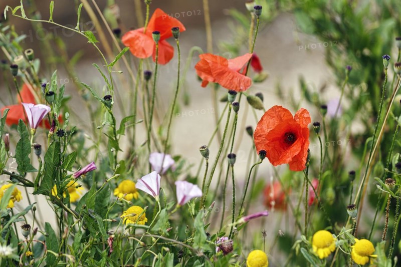 Various wildflowers, poppies, Down House Garden, Downe, Kent, England, Great Britain
