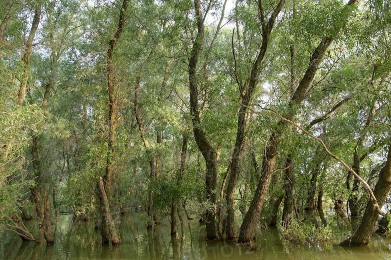 Willows grow in the water at a water arm in the UNESCO Danube Delta Biosphere Reserve. Munghiol, Tulcea, Romania, Europe
