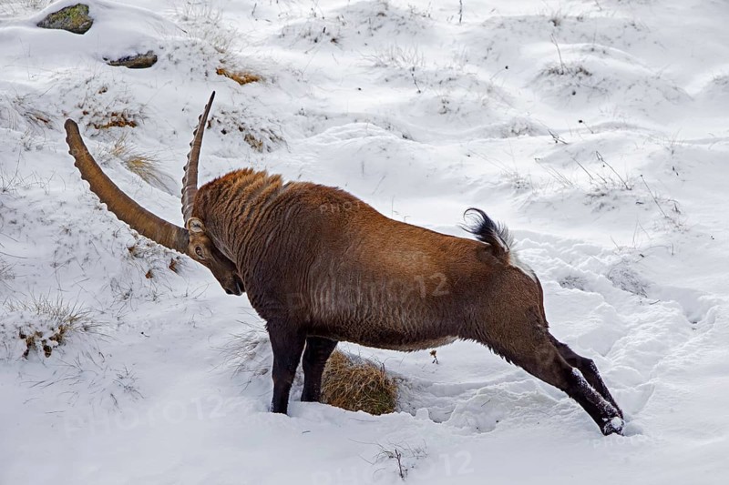 Alpine ibex (Capra ibex) male with large horns stretching hind limbs on mountain slope covered in snow in winter in the European Alps