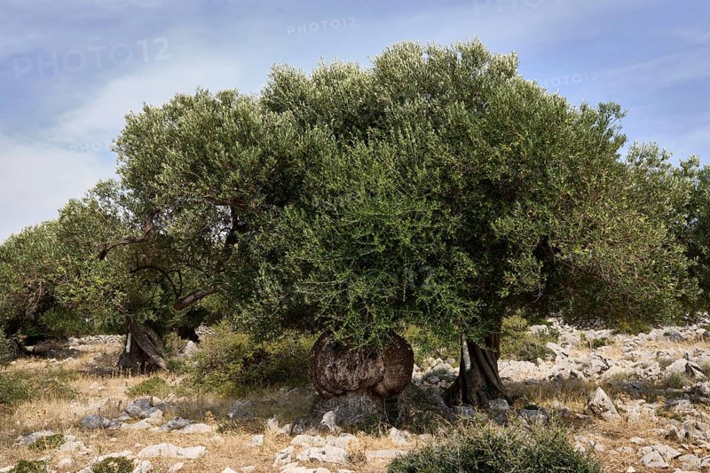 Old, gnarled olive trees in the olive grove of Lun, Vrtovi Lunjskih Maslina, Wild olive (Olea Oleaster linea), olive grove with centuries-old wild olive trees, nature reserve, Lun, island of Pag, Croatia, Europe