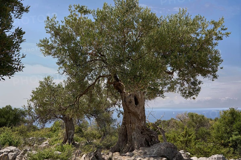 Old, gnarled olive tree in the olive grove of Lun, Vrtovi Lunjskih Maslina, wild olive (Olea Oleaster linea), olive orchard with centuries-old wild olive trees, nature reserve, Lun, island of Pag, behind the Mediterranean Sea, Adriatic Sea, Croatia, Europe