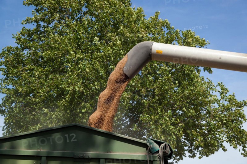 Harvest season, suction arm fills the trailer with grain
