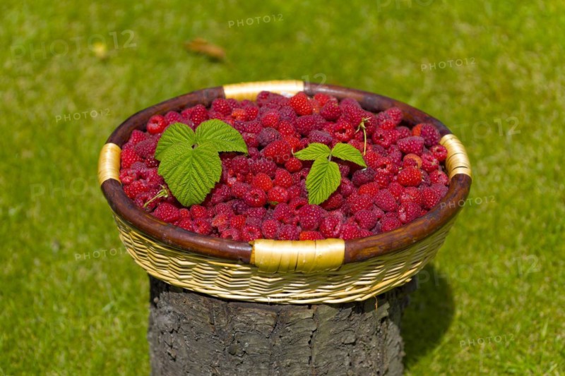 A basket of raspberries on a tree stump