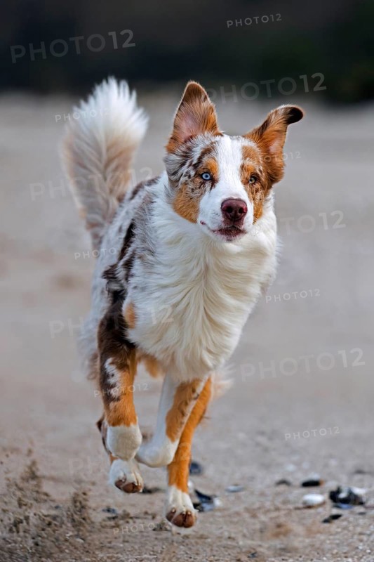 Australian Shepherd, Aussie, breed of herding dog from the United States, running on sandy beach
