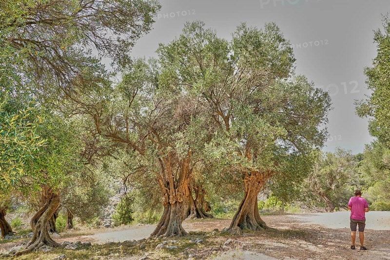 Old, gnarled olive trees in the olive grove of Lun, Tourist, Vrtovi Lunjskih Maslina, Wild olive (Olea Oleaster linea), olive grove with centuries-old wild olive trees, nature reserve, Lun, island of Pag, Croatia, Europe