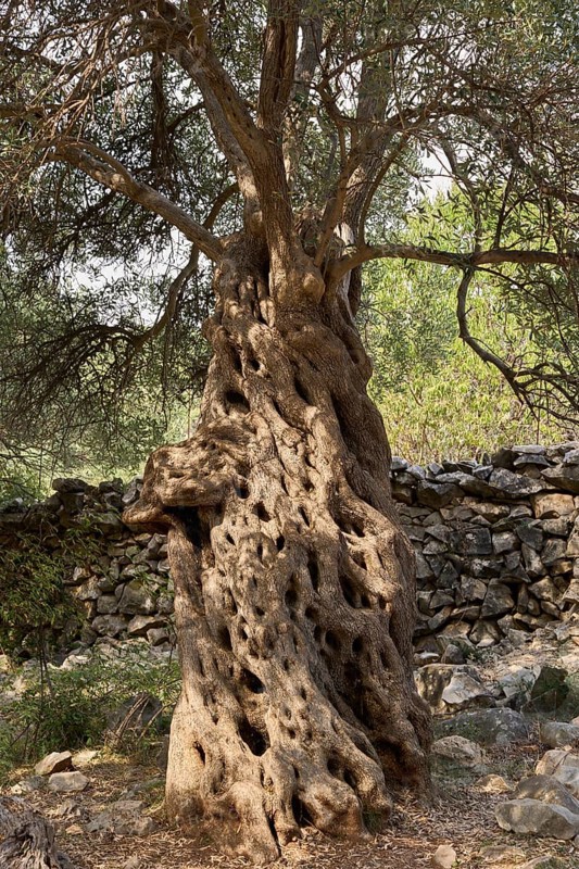 Old, gnarled olive tree in front of a limestone wall, in the olive grove of Lun, Vrtovi Lunjskih Maslina, wild olive (Olea Oleaster linea), olive garden with centuries-old wild olive trees, nature reserve, Lun, island of Pag, Croatia, Europe