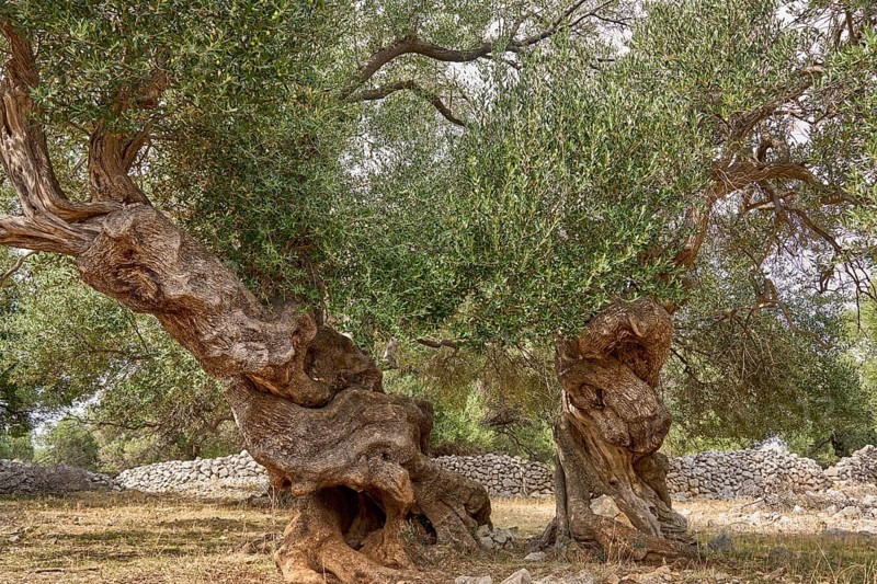 Old, gnarled olive trees in the olive grove of Lun, Vrtovi Lunjskih Maslina, Wild olive (Olea Oleaster linea), olive grove with centuries-old wild olive trees, nature reserve, Lun, island of Pag, Croatia, Europe