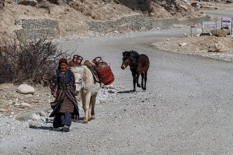 Tibetan women walking with her horse, Garphu, Kingdom of Mustang, Nepal, Asia