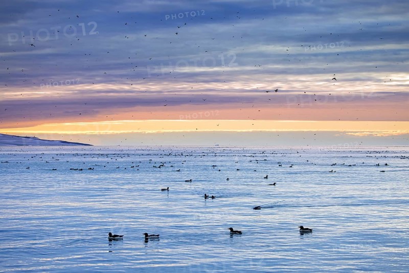 Thick-billed murres, Bruennich's guillemots (Uria lomvia) flock swimming in Arctic sea at sunset in summer, Hinlopen Strait, Svalbard, Spitsbergen