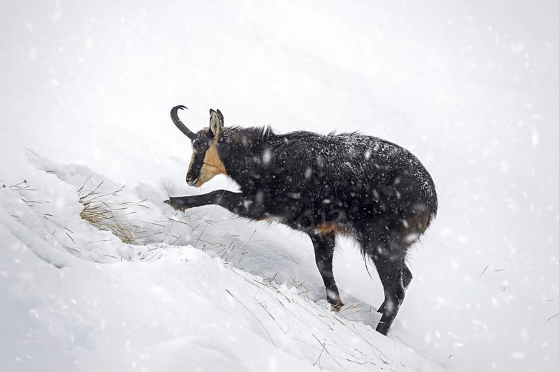 Alpine chamois (Rupicapra rupicapra) solitary male foraging on mountain slope during snow shower in winter in the European Alps