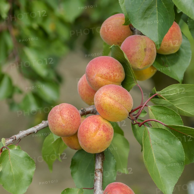 Apricot (Prunus armeniaca 'Bergeron'), Bundessorteamt, Marquardt testing centre, Marquardt, Brandenburg, Germany, Europe