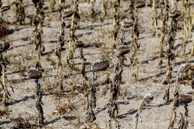 Dried sunflowers in a field in Schoenwald in Brandenburg, 16/08/2018