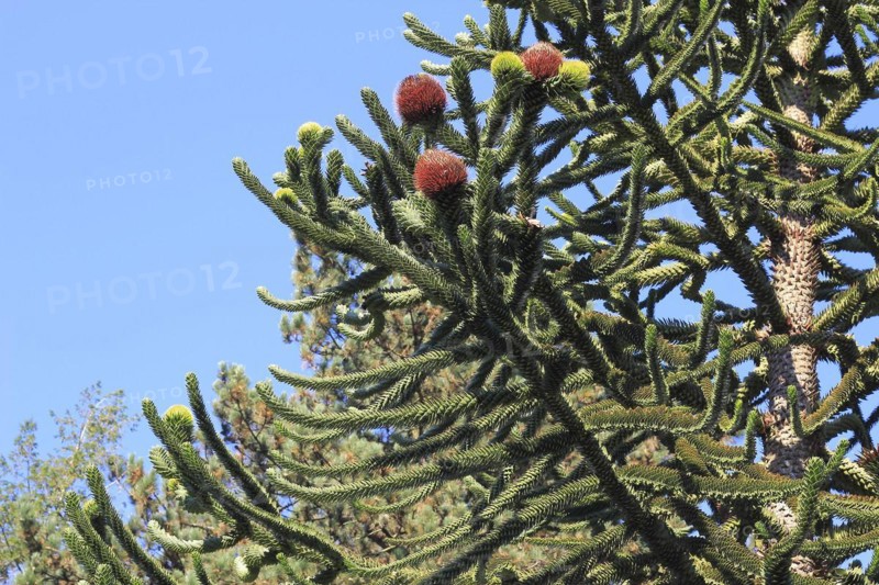 Monkey tail tree (Araucaria) close-up, North Rhine-Westphalia, Germany, Europe
