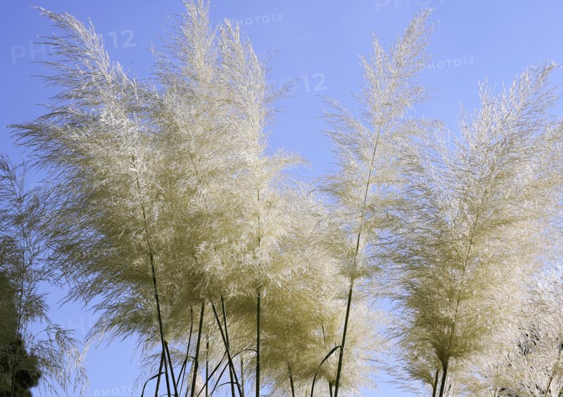 Cortaderias (Cortaderia), in the blue sky, North Rhine-Westphalia, Germany, Europe