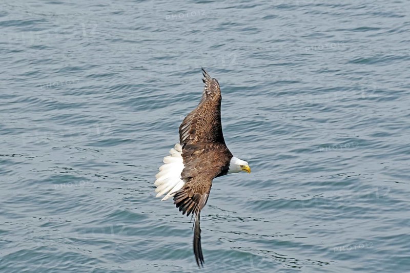 Bald eagle flying over the sea, British Columbia, Canada, North America
