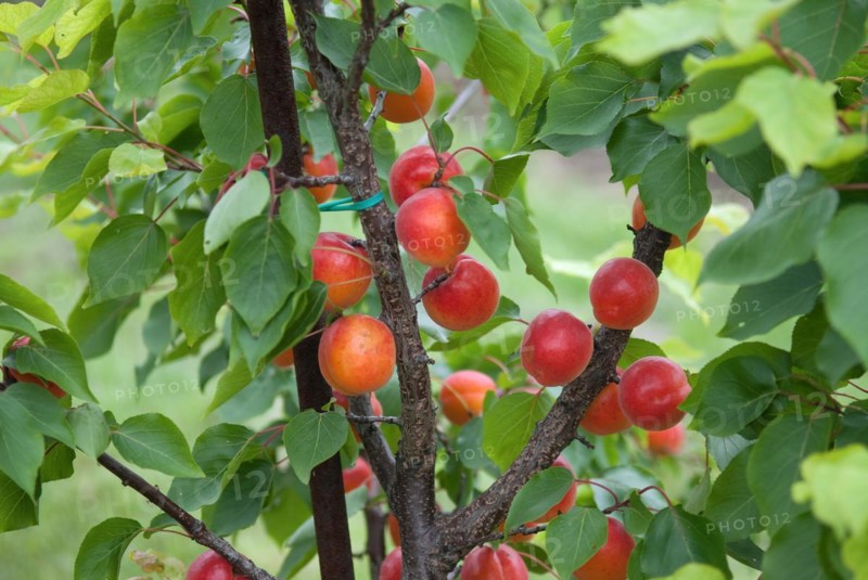 Apricots (Prunus armeniaca 'Big Red'), BS Schreiber, Poysdorf, 14