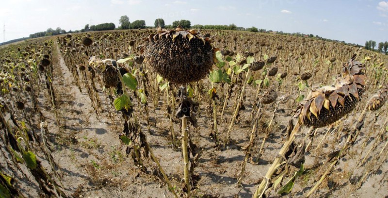 Dried sunflowers in a field in Schoenwald in Brandenburg, 16/08/2018