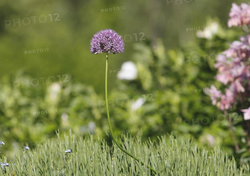 (Allium), inflorescence, North Rhine-Westphalia, Germany, Europe