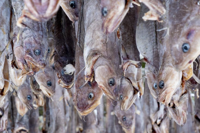 Lofoten, Norway. Solvaer, Nordland province. Stockfish, air-drying on open-air racks, Svolvaer, Nordland, Lofotoen, Norway, Europe