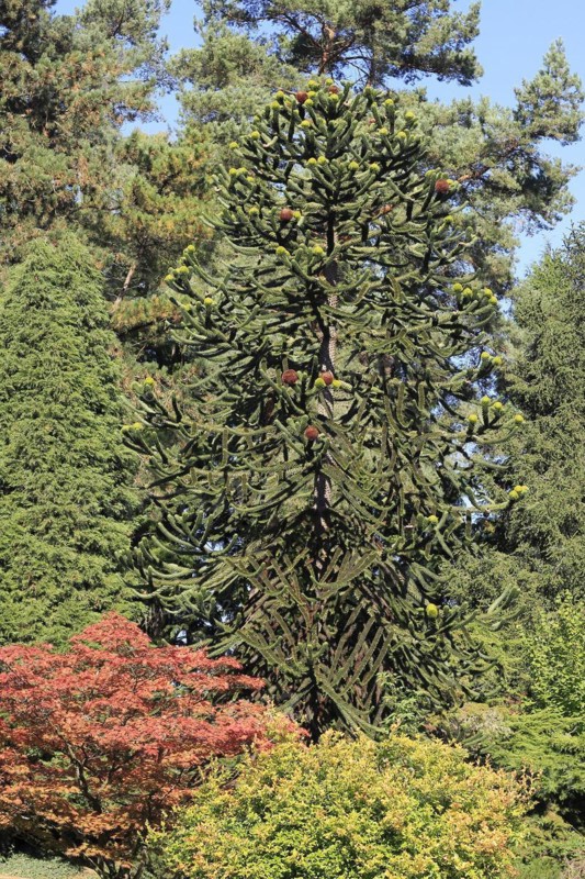 Monkey tail tree (Araucaria) North Rhine-Westphalia, Germany, Europe