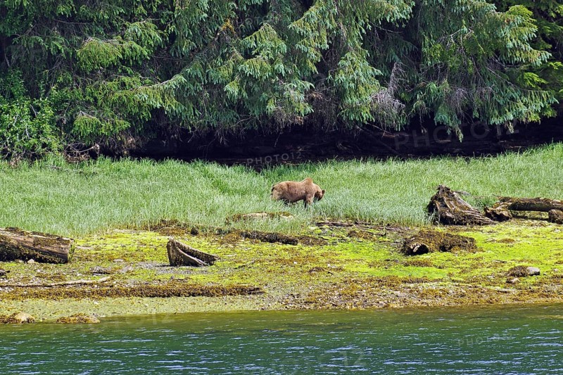 Elongated fjord with wooded shores and meadows, grizzly eating grass, Khutzeymateen Grizzly Bear, wilderness, British Columbia, Canada, North America
