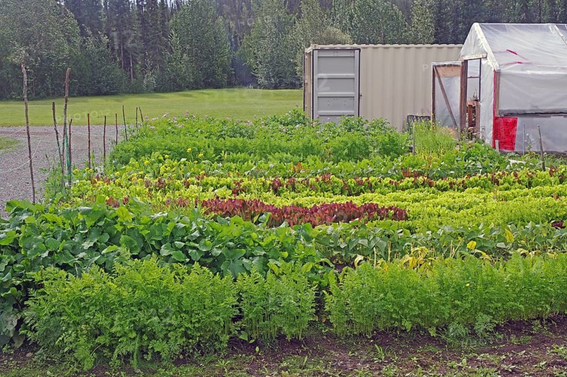 Lettuce and other vegetables in front of a greenhouse, Yukon Discvery Lodge, Alaska Highway, Yukon, Canada, North America