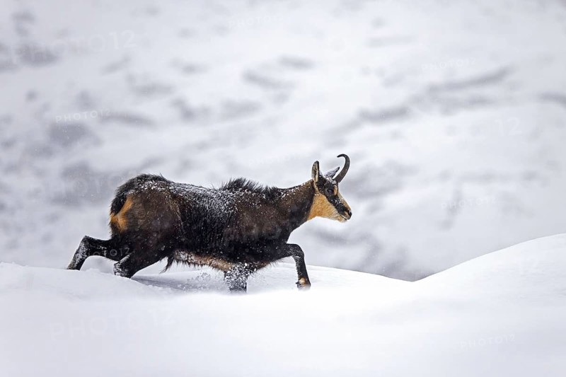 Alpine chamois (Rupicapra rupicapra) solitary male foraging on mountain slope during snow shower in winter in the European Alps