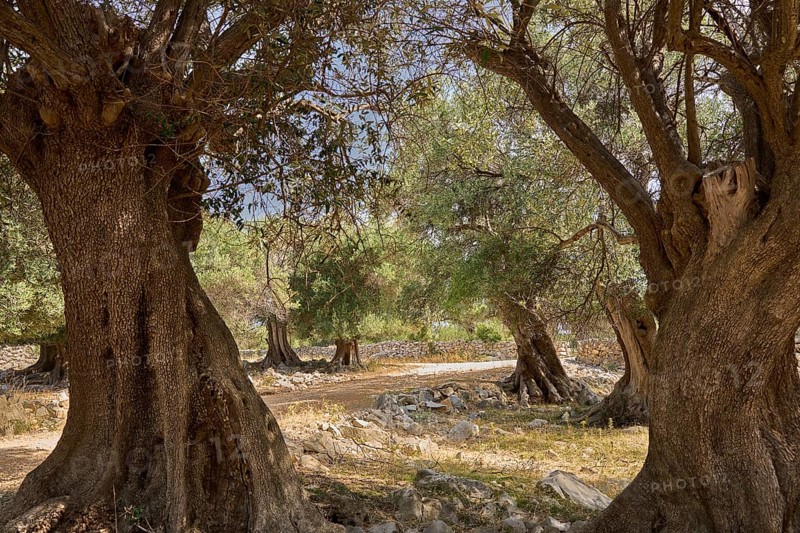 Old, gnarled olive trees in the olive grove of Lun, Vrtovi Lunjskih Maslina, Wild olive (Olea Oleaster linea), olive grove with centuries-old wild olive trees, nature reserve, Lun, island of Pag, Croatia, Europe