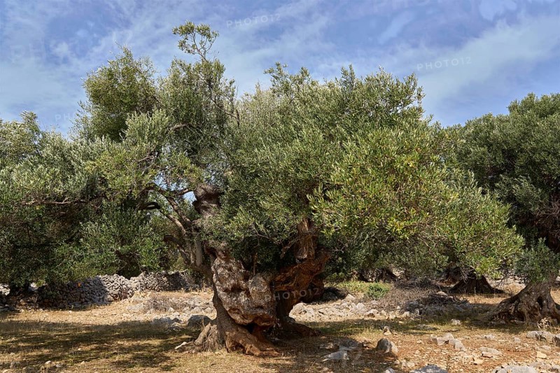 Old, gnarled olive tree in the olive grove of Lun, Vrtovi Lunjskih Maslina, wild olive (Olea Oleaster linea), olive orchard with centuries-old wild olive trees, nature reserve, Lun, island of Pag, Croatia, Europe