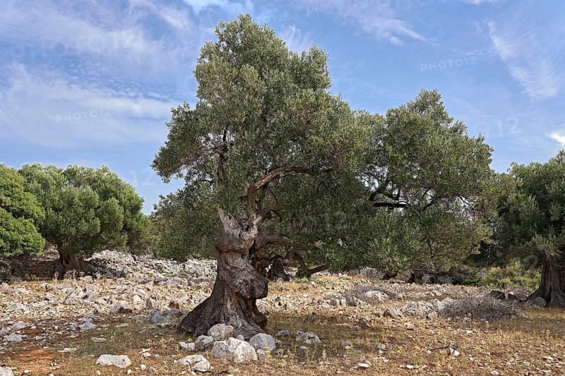Old, gnarled olive tree in the olive grove of Lun, Vrtovi Lunjskih Maslina, wild olive (Olea Oleaster linea), olive orchard with centuries-old wild olive trees, nature reserve, Lun, island of Pag, Croatia, Europe