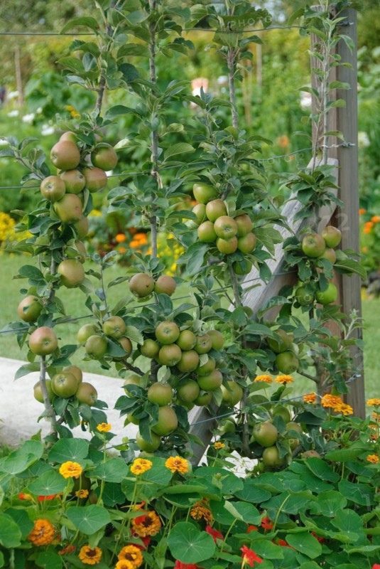 Trellis apple (Malus domestica 'Kanadarenette'), Federal Garden Show, Schwerin, 81