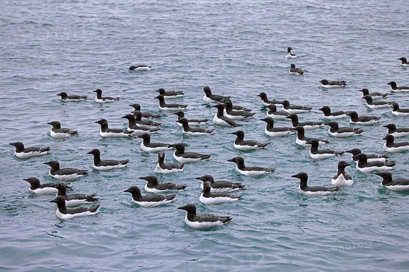 Flock of thick-billed murres, Bruennich's guillemots (Uria lomvia) swimming in the Arctic sea in summer, Hinlopen Strait, Svalbard, Spitsbergen