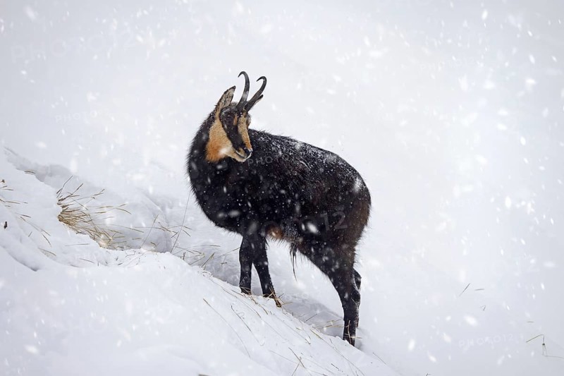 Alpine chamois (Rupicapra rupicapra) solitary male foraging on mountain slope during snow shower in winter in the European Alps