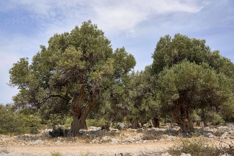 Old, gnarled olive trees in the olive grove of Lun, Vrtovi Lunjskih Maslina, Wild olive (Olea Oleaster linea), olive grove with centuries-old wild olive trees, nature reserve, Lun, island of Pag, Croatia, Europe